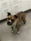 adoptable Dog in  named SAPHIRE