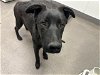 adoptable Dog in hesperia, CA named A108540