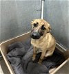 adoptable Dog in hesperia, CA named A108544