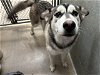 adoptable Dog in hesperia, CA named A108569