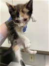 adoptable Cat in hesperia, CA named A108614