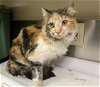 adoptable Cat in hesperia, CA named A108616