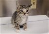 adoptable Cat in hesperia, CA named A108632