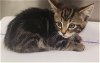 adoptable Cat in hesperia, CA named A108633