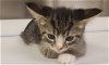 adoptable Cat in hesperia, CA named A108634