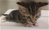 adoptable Cat in hesperia, CA named A108635