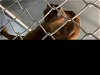 adoptable Dog in hesperia, CA named A108637