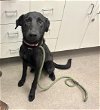adoptable Dog in hesperia, CA named A108602