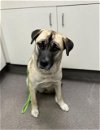 adoptable Dog in hesperia, CA named A108605