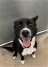 adoptable Dog in hesperia, CA named A108623