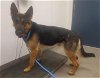 adoptable Dog in hesperia, CA named A108506