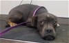 adoptable Dog in hesperia, CA named A108620