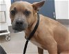 adoptable Dog in hesperia, CA named A108621