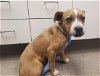 adoptable Dog in hesperia, CA named A108622