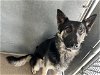 adoptable Dog in hesperia, CA named A108653