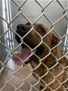 adoptable Dog in hesperia, CA named A108486