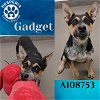 adoptable Dog in  named GADGET