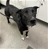 adoptable Dog in  named BLACKIE (RESCUE ONLY)