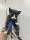 adoptable Cat in  named A109098