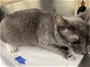 adoptable Cat in  named A109100