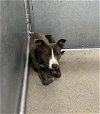 adoptable Dog in  named (RESCUE ONLY)