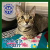 adoptable Cat in Hesperia, CA named STERLING JR