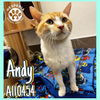 adoptable Cat in Hesperia, CA named ANDY