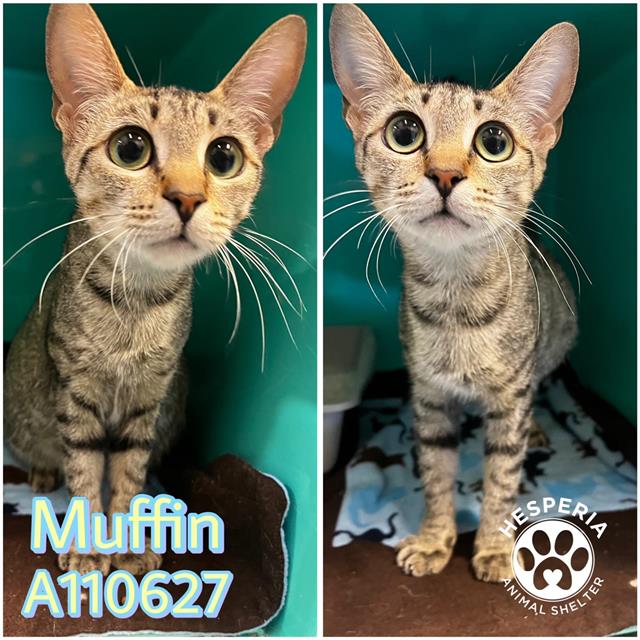 adoptable Cat in Hesperia, CA named MUFFIN