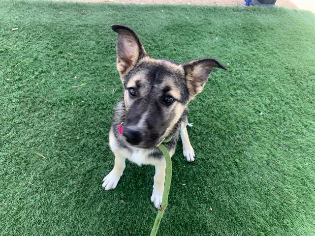 adoptable Dog in Hesperia, CA named THURSDAY