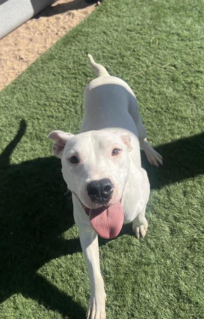 adoptable Dog in Hesperia, CA named HALO (RESCUE ONLY)