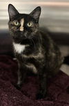 adoptable Cat in Hesperia, CA named LYDIA DEETZ