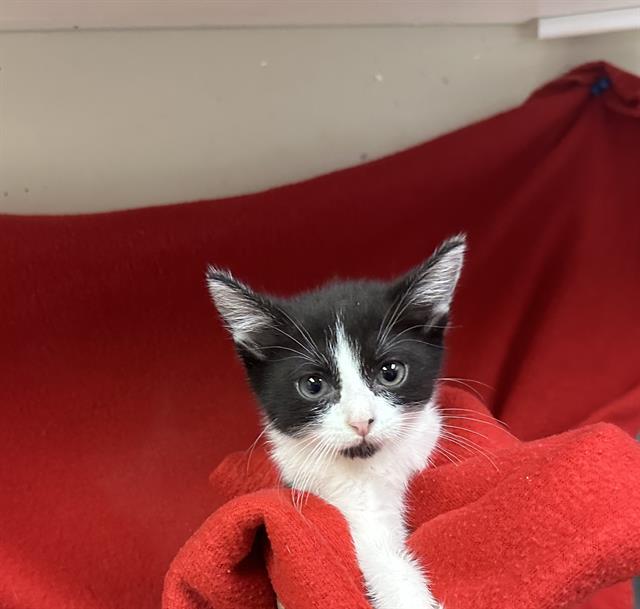 adoptable Cat in Hesperia, CA named HARVEY