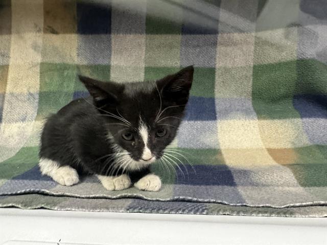 adoptable Cat in Hesperia, CA named SNAP