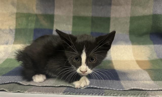 adoptable Cat in Hesperia, CA named CRACKLE