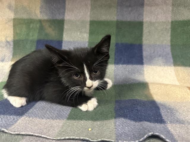 adoptable Cat in Hesperia, CA named CRISPY