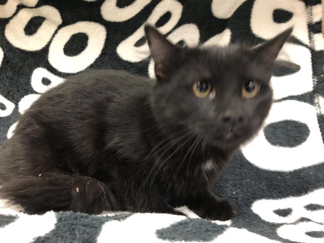 adoptable Cat in Hesperia, CA named BAGHEERA