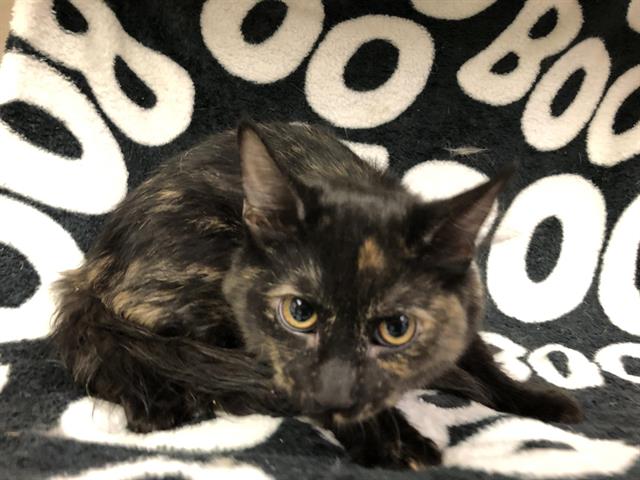 adoptable Cat in Hesperia, CA named GOLDEEN