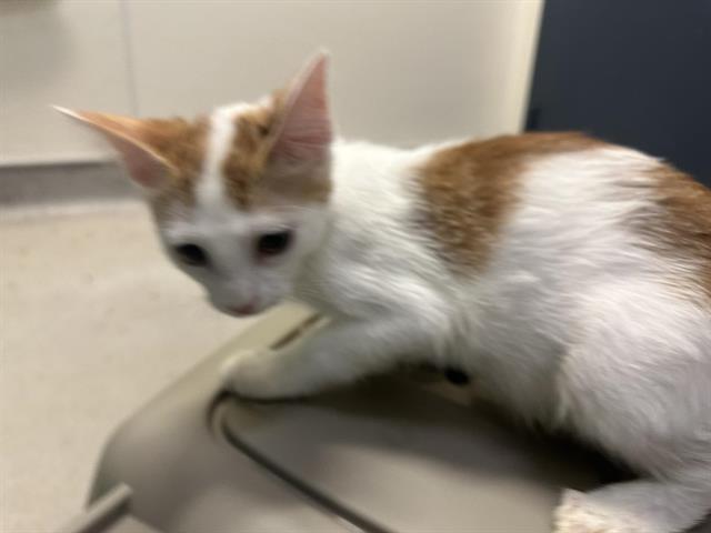 adoptable Cat in Hesperia, CA named CHARMANDER