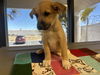 adoptable Dog in Hesperia, CA named HAVOK