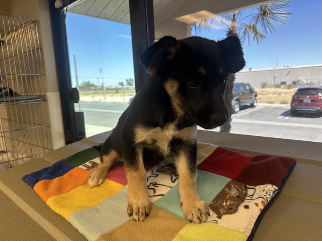 adoptable Dog in Hesperia, CA named OZZY