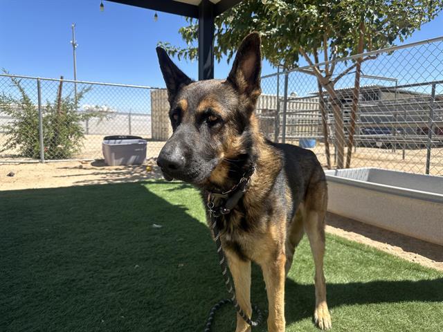 adoptable Dog in Hesperia, CA named SIMBA