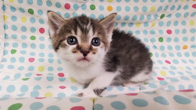 adoptable Cat in Hesperia, CA named GIDGET