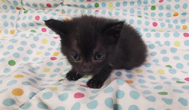 adoptable Cat in Hesperia, CA named LUCIPURR