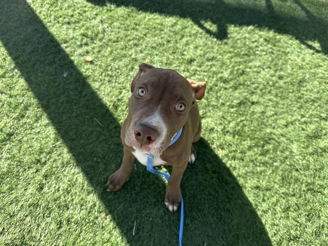 adoptable Dog in Hesperia, CA named SNICKERS