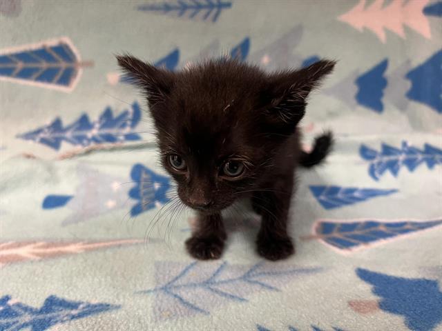 adoptable Cat in Hesperia, CA named A111722