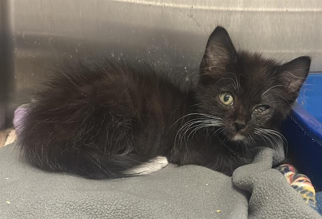 adoptable Cat in Hesperia, CA named BARSTOW