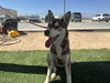 adoptable Dog in Hesperia, CA named BARB