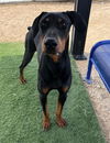 adoptable Dog in Hesperia, CA named ERIC