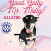 adoptable Dog in Hesperia, CA named MOLLY(RESCUE ONLY)