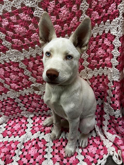 adoptable Dog in Hesperia, CA named GORGEOUS